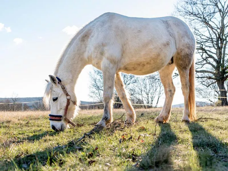 Welsh pony