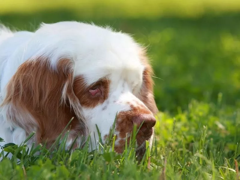 Clumber Spaniel