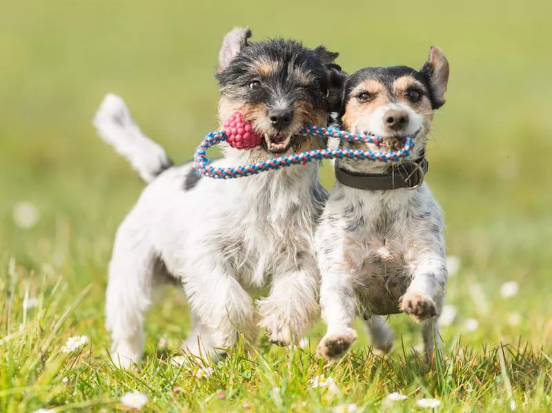 Dogs playing with a tug toy