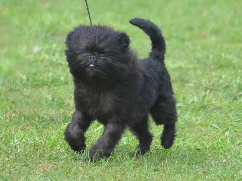 affenpinscher