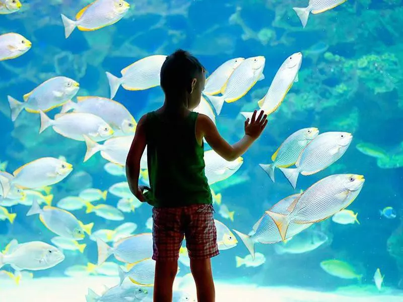 Ripley’s Aquarium of the Smokies