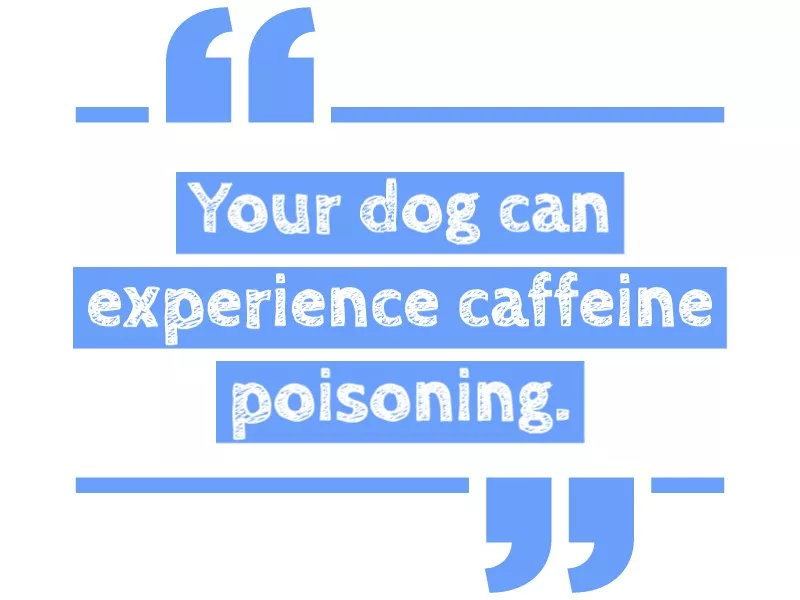 Dangerous for dogs to eat or drink coffee and caffeine