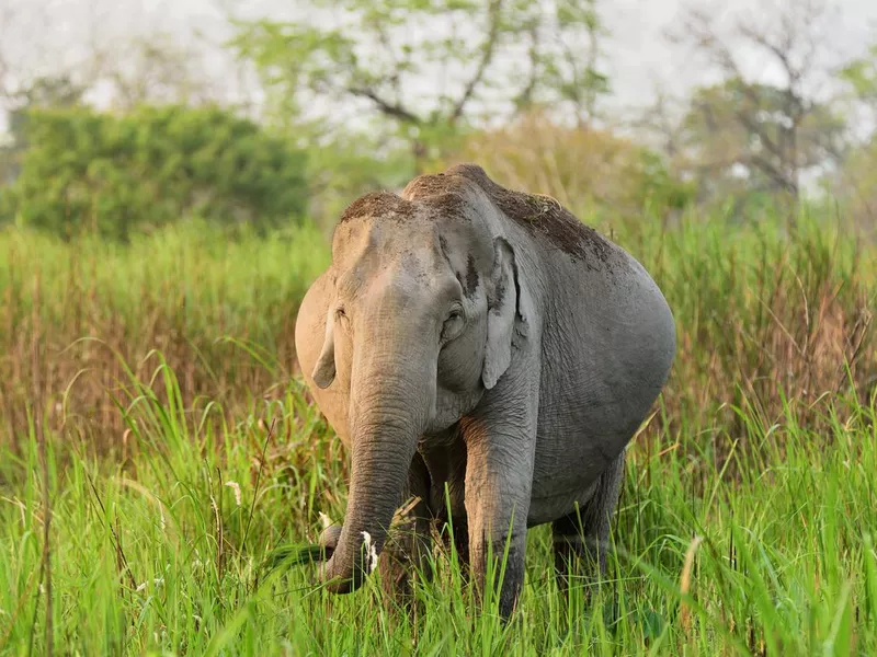 Pregnant Asian Elephant