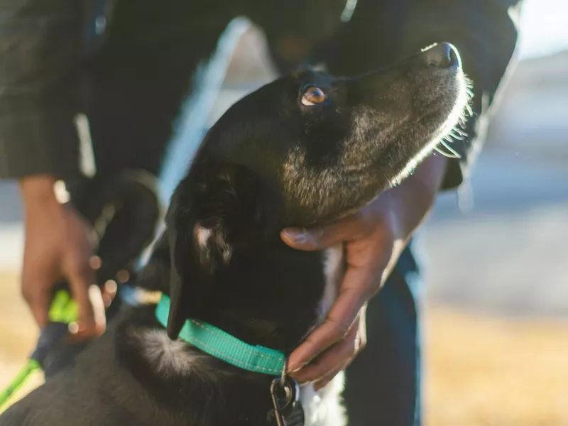 Man spending time with his dog