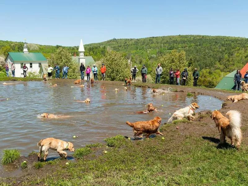 Dog Mountain