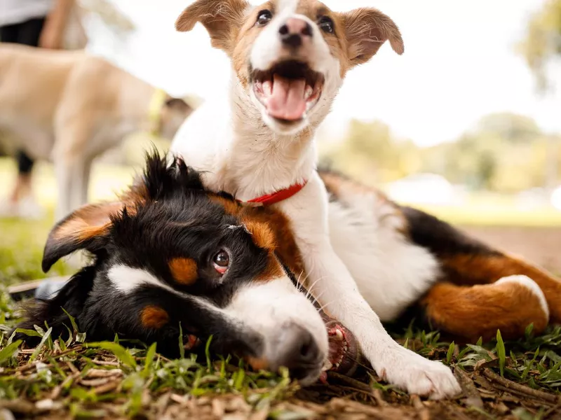 Dogs playing at public park