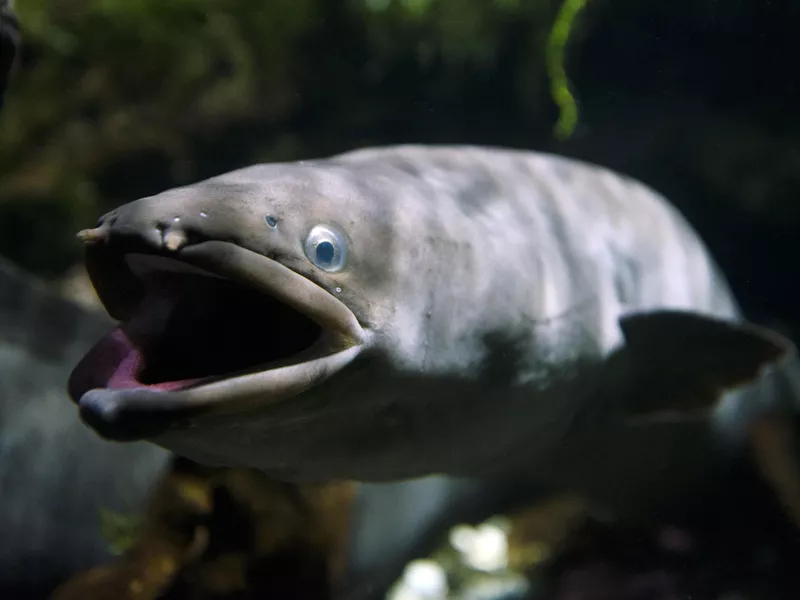 Longfin Eel