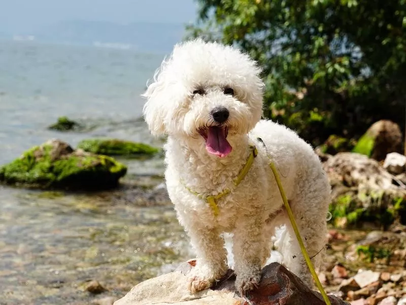 Bichon Frise