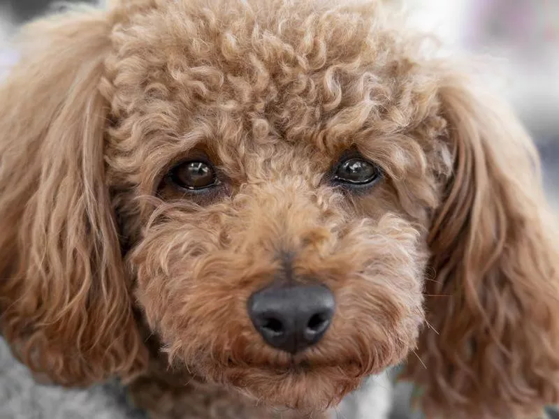 Toy poodle tearful eyes