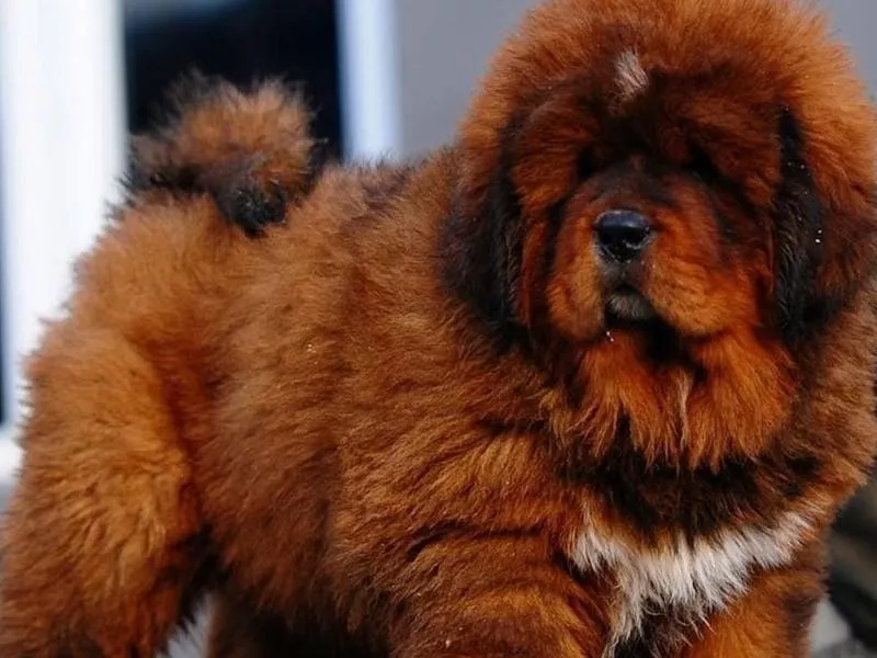 Tibetan Mastiff puppy