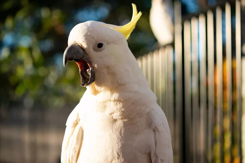 Sulphur-crested cockatoo