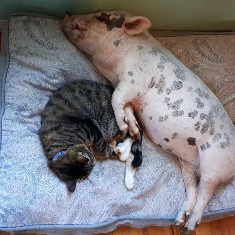 Pig and cat