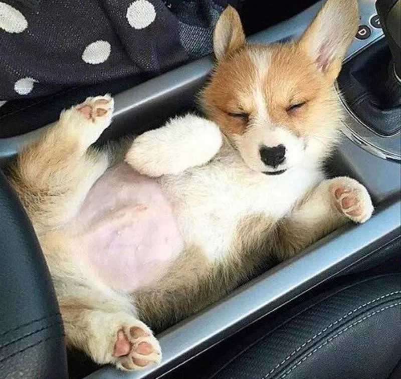 Sleeping corgi