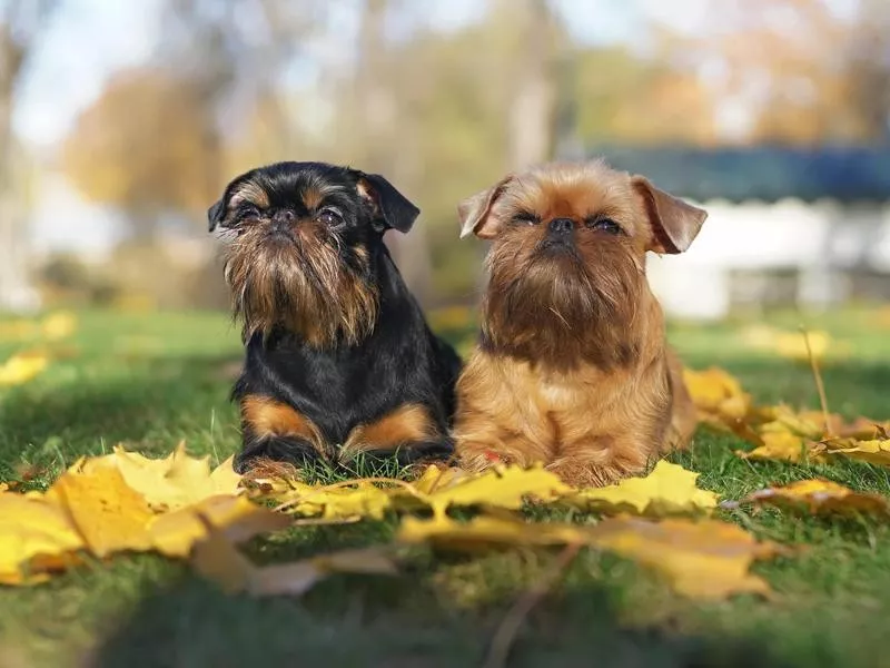 Brussels Griffon