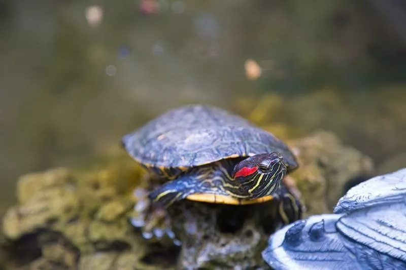 Red-Eared Slider Turtle