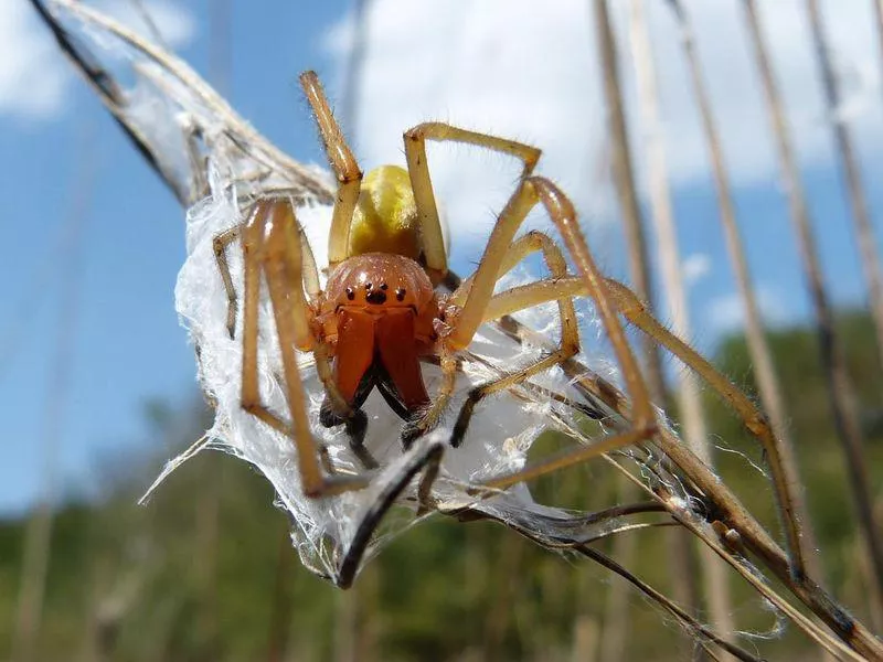 Yellow sac spider