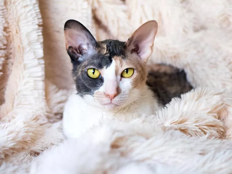 Cornish Rex