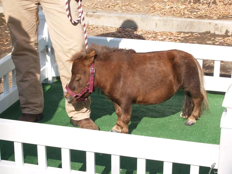 Miniature horse Thumbalina