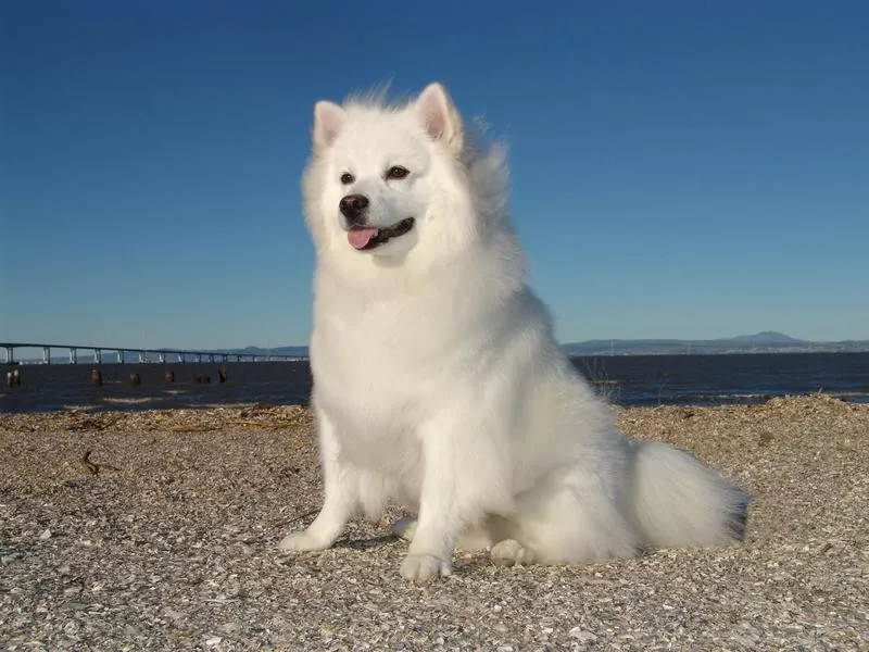 American Eskimo Dog