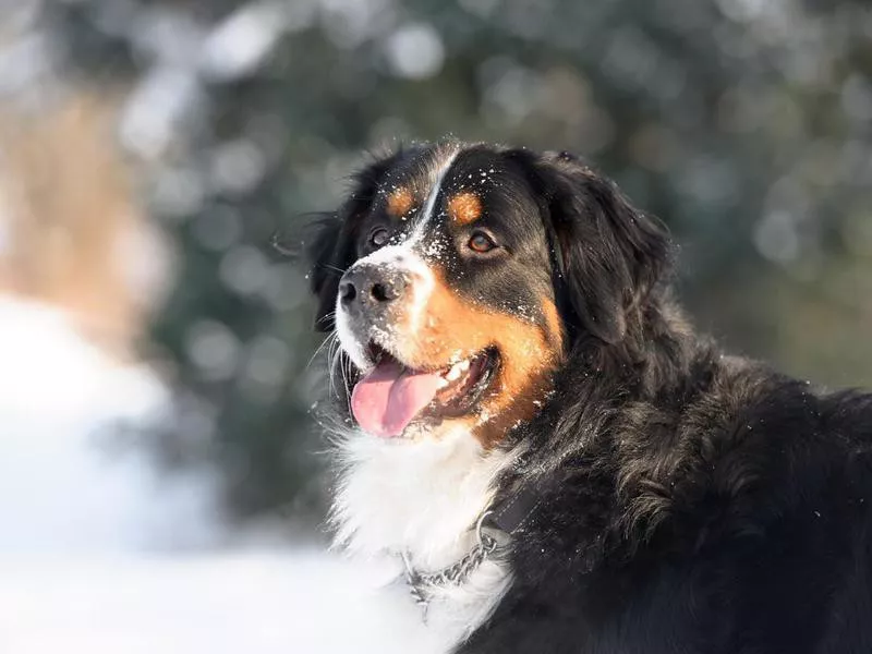 Bernese Mountain Dog Profile