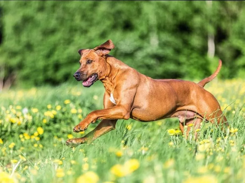 Rhodesian ridgeback running