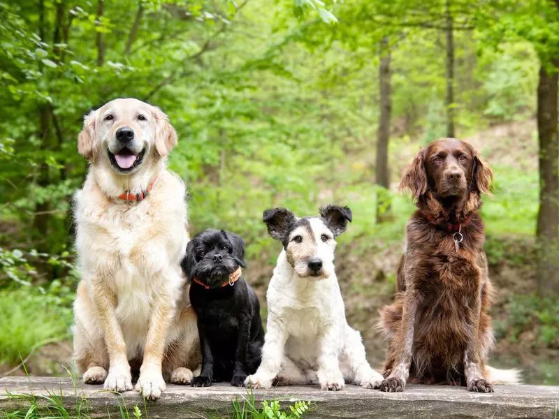 Dogs in the forest