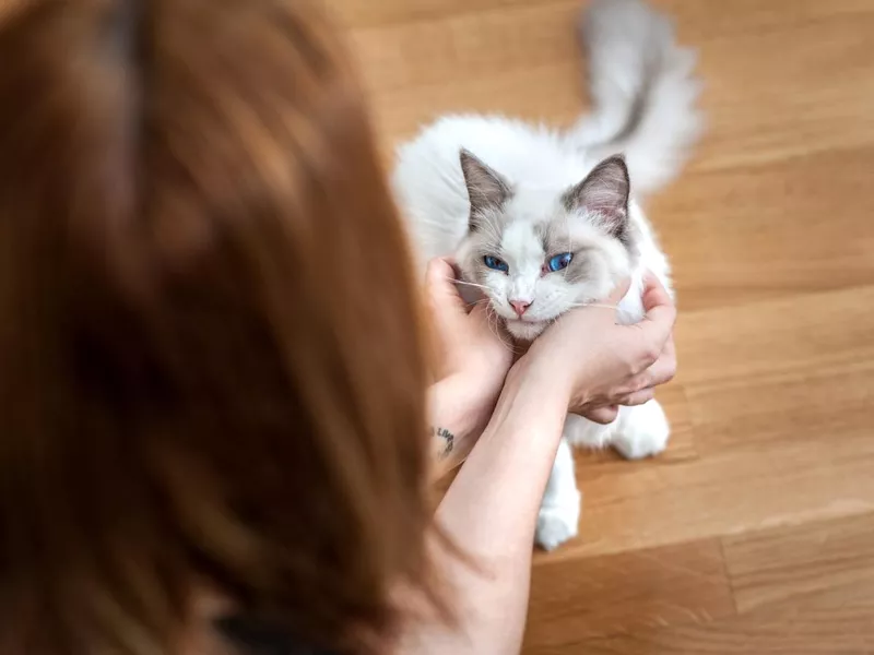 Ragdoll Cat Being Petted