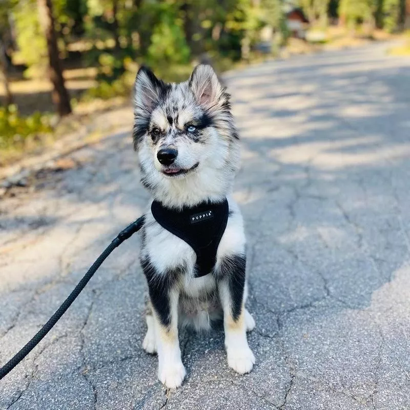 Pomsky