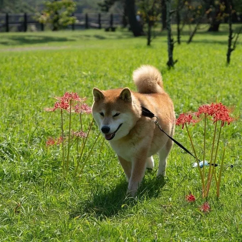 Maru the Shiba