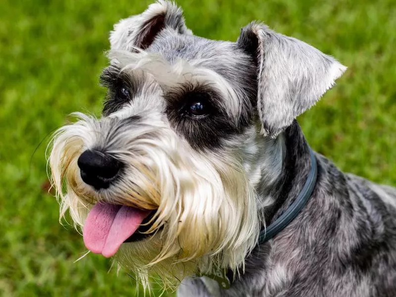 miniature schnauzer