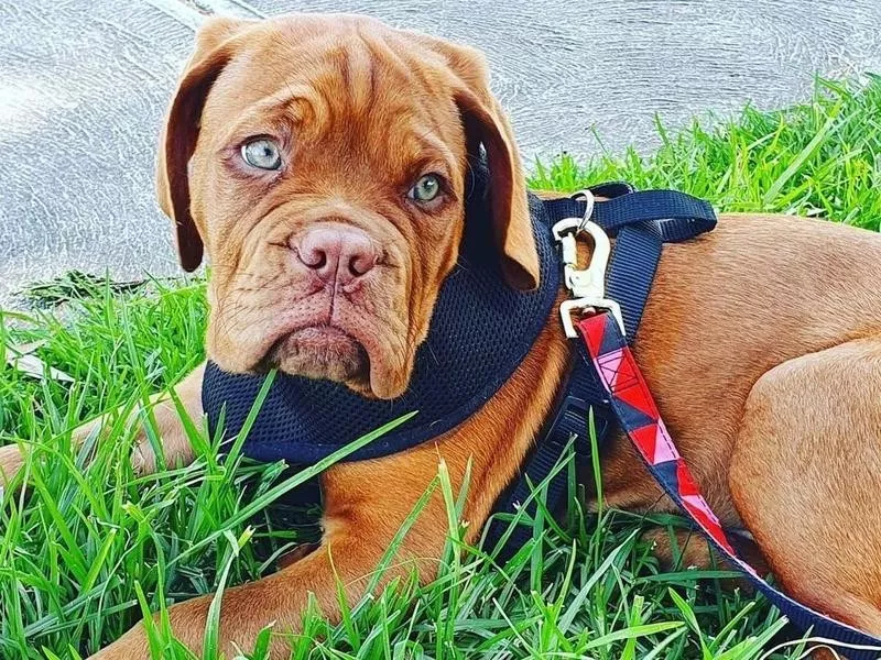 Dogue de Bordeaux puppy