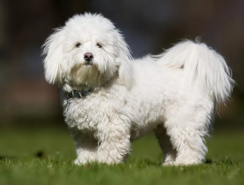 Coton de Tulear dog outdoors in nature