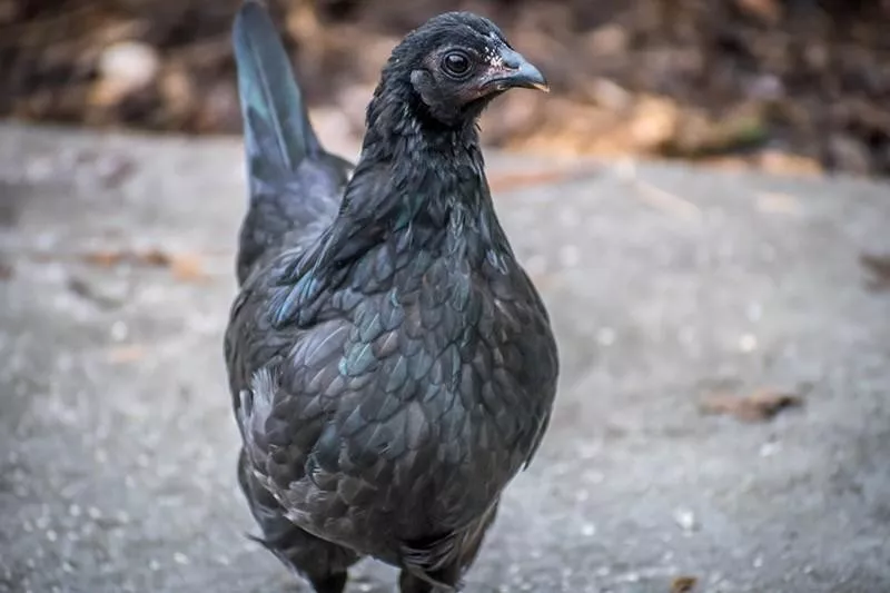 Ayam Cemani Chicken