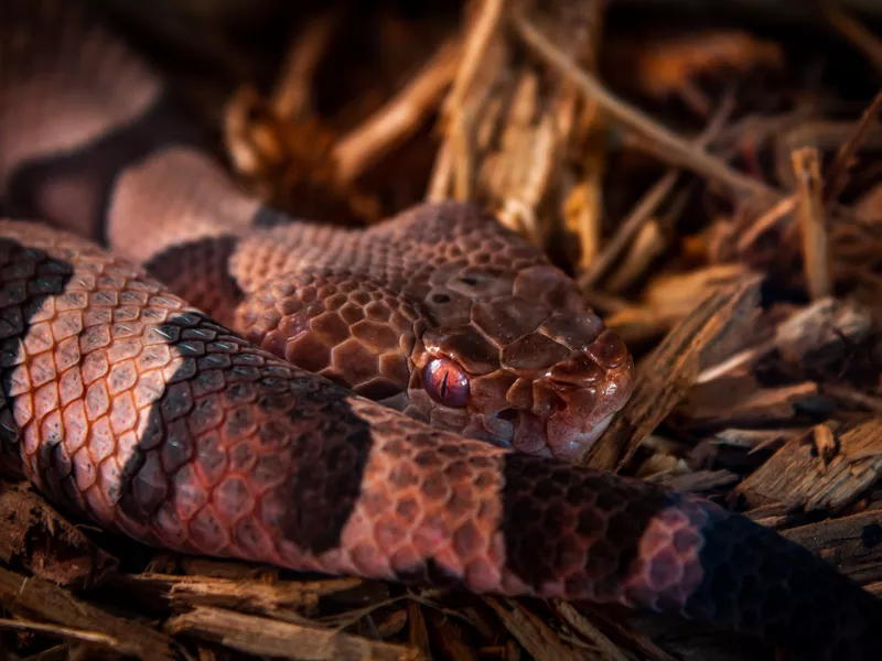 Copperhead