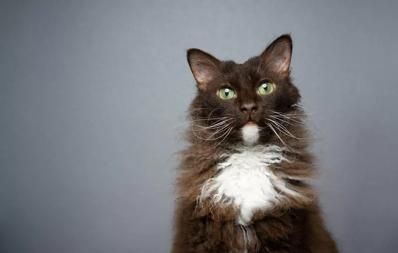 Chocolate white LaPerm cat