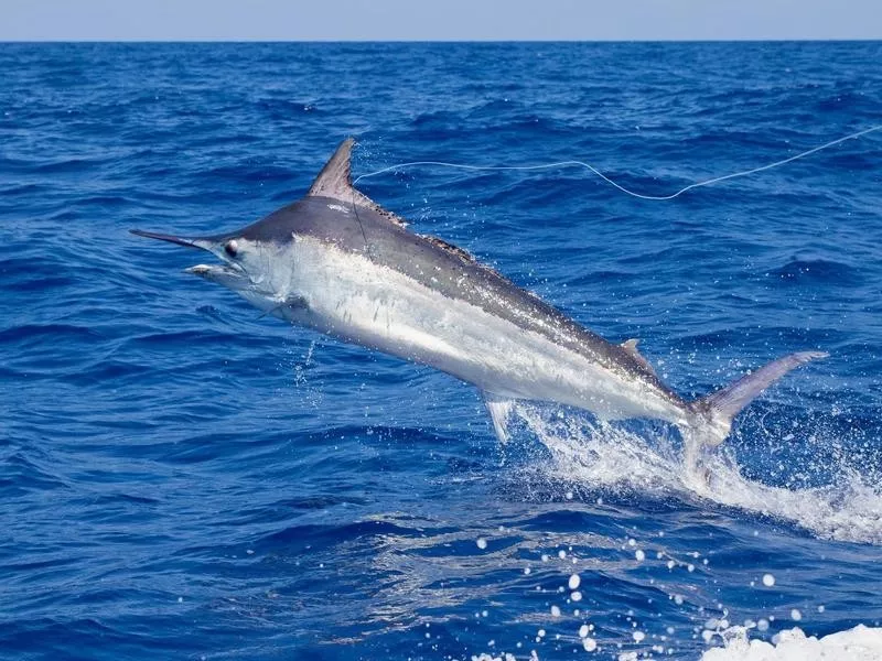 Black Marlin