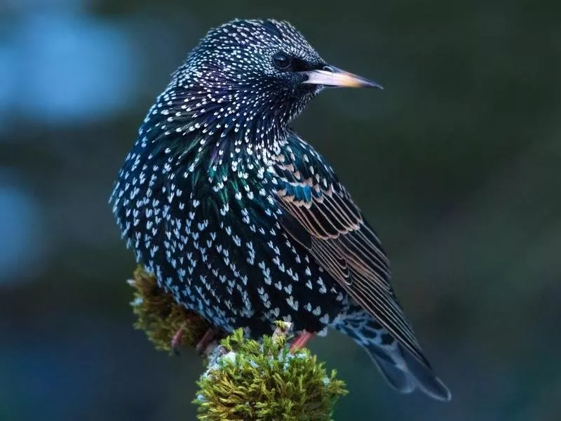 starling