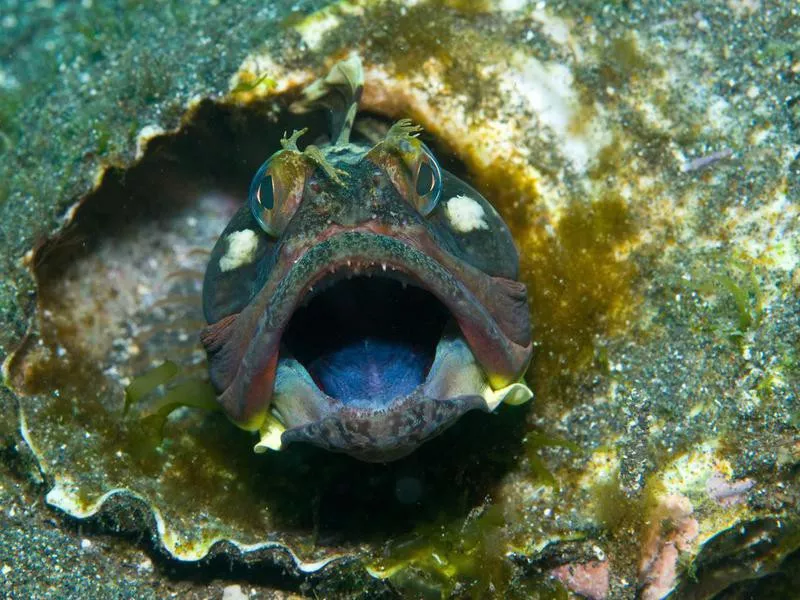 Sarcastic Fringehead