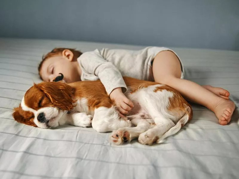 Cavalier King Charles spaniel sleeping with baby