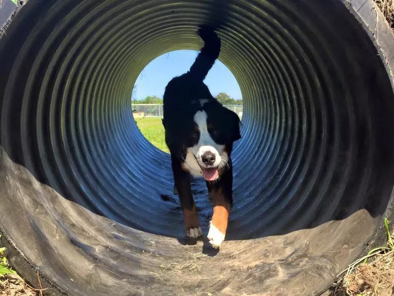 Shaker Field Dog Park