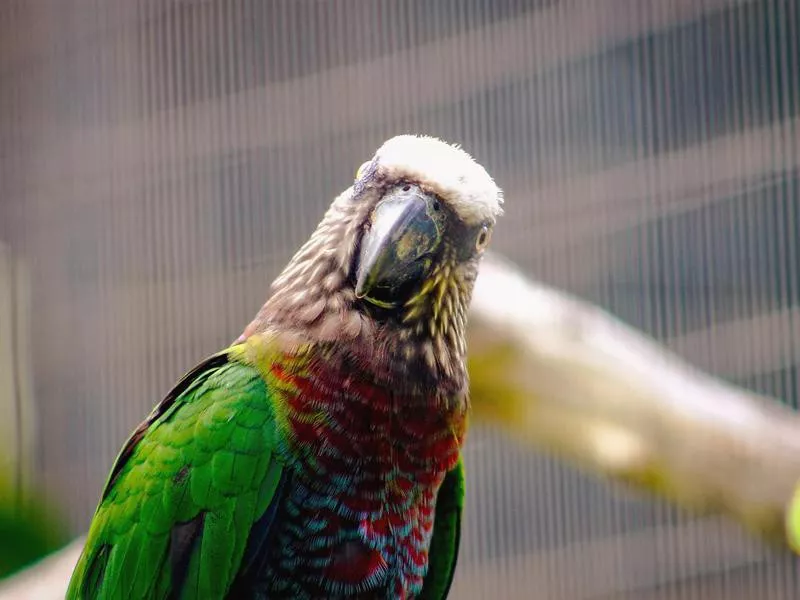 Red Fan Parrot