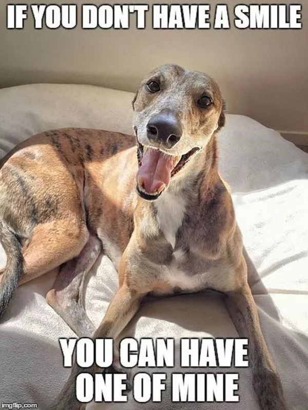 Dog chilling on the bed