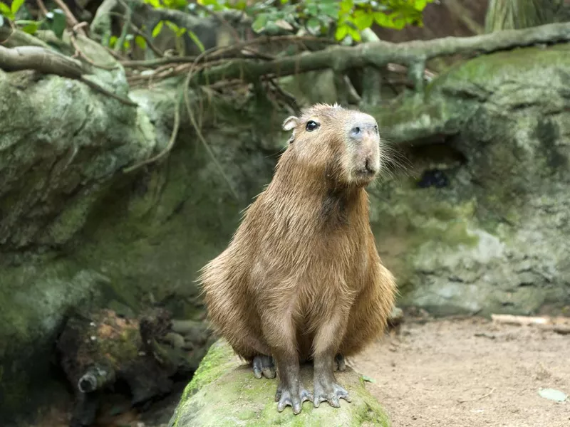 Capybara