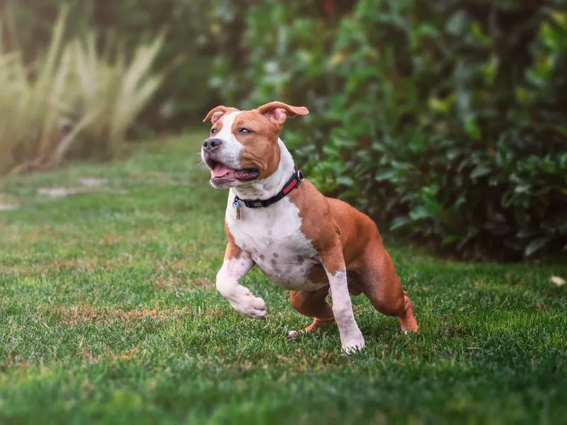 amstaff