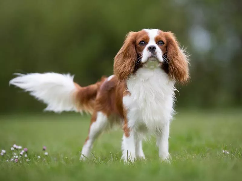 Cavalier King Charles Spaniel