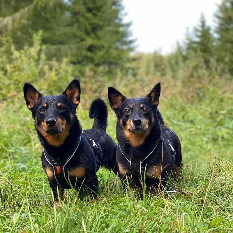 Lancashire Heeler