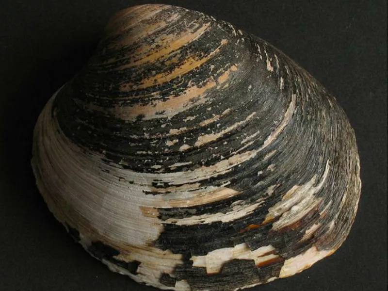 Ocean Quahog Clam