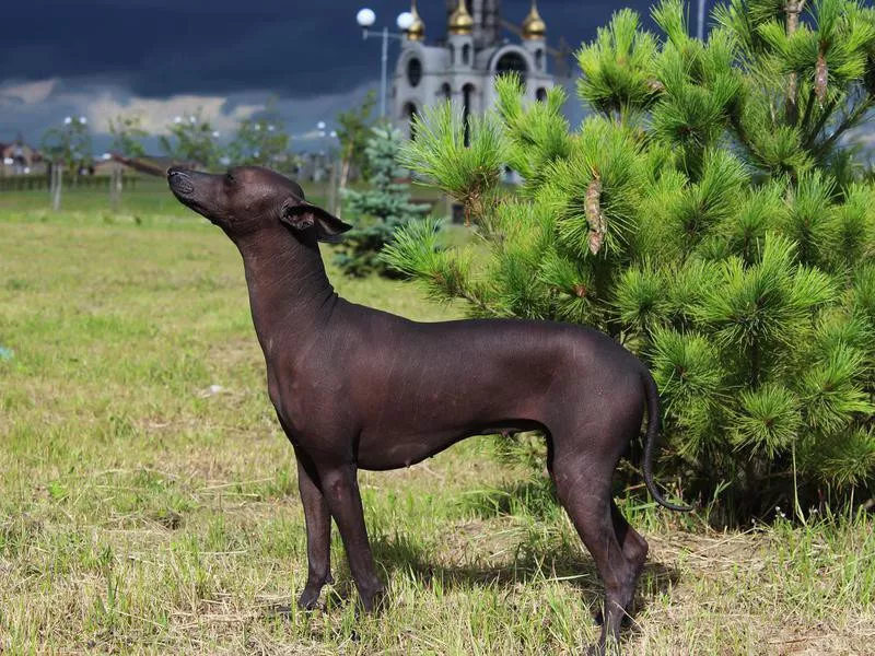 Xoloitzcuintli against a background of green spruce