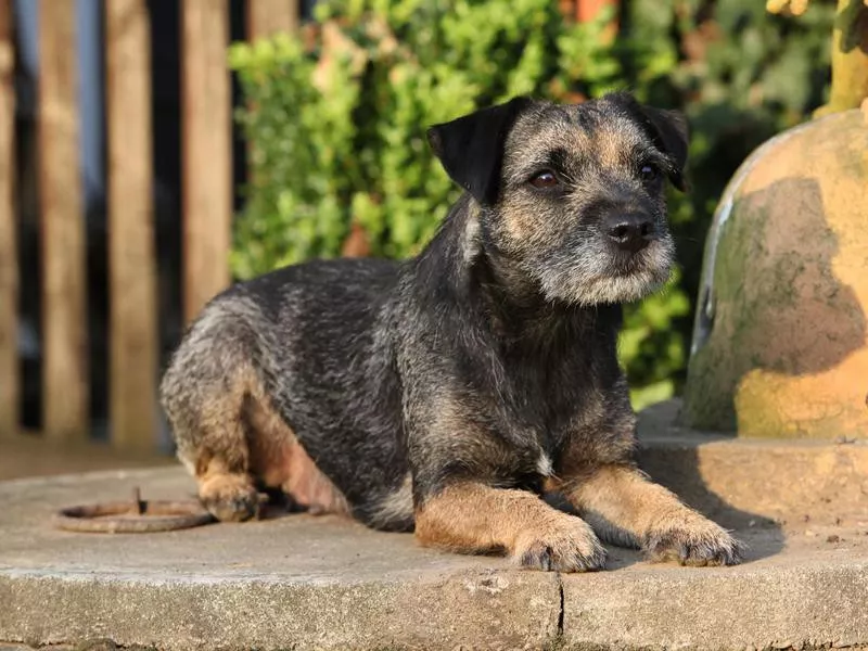 border terrier