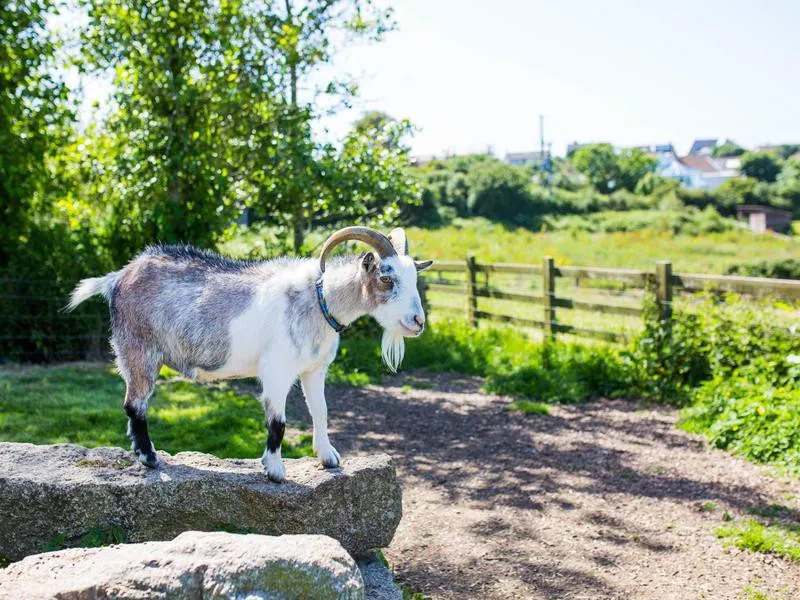 Feadon Farm Wildlife Centre